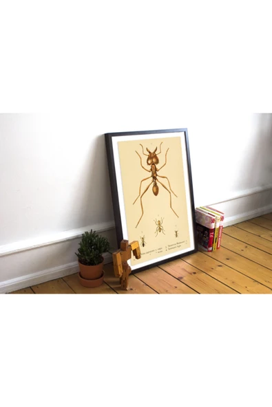 Pegziz Karınca Türleri Sanatsal Duvar Dekorasyon Poster 40x50cm. ürün görseli 1