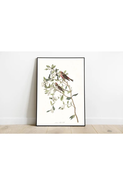 Pegziz Kuş Türleri Sanatsal Duvar Dekorasyon Poster 60x90cm. ürün görseli 1