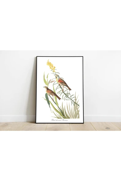Pegziz Kuş Türleri Sanatsal Duvar Dekorasyon Poster 60x90cm. ürün görseli 1