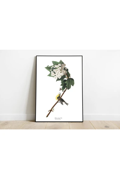 Pegziz Kuş Türleri Sanatsal Duvar Dekorasyon Poster 60x90cm. ürün görseli 1