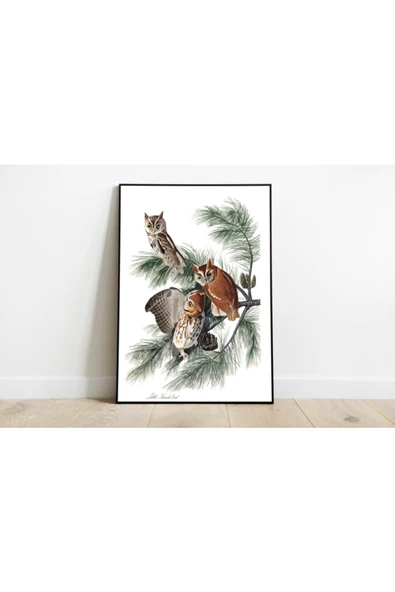 Pegziz Kuş Türleri Sanatsal Duvar Dekorasyon Poster 60x90cm. ürün görseli 1