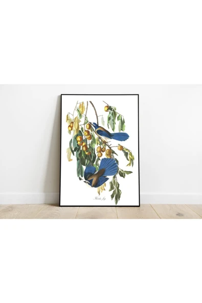 Pegziz Kuş Türleri Sanatsal Duvar Dekorasyon Poster 60x90cm. ürün görseli 1
