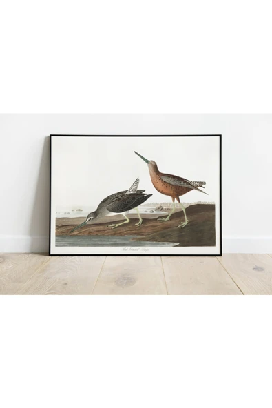 Pegziz Kuş Türleri Sanatsal Duvar Dekorasyon Poster 60x90cm. ürün görseli 1