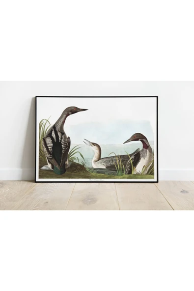 Pegziz Kuş Türleri Sanatsal Duvar Dekorasyon Poster 60x90cm. ürün görseli 1