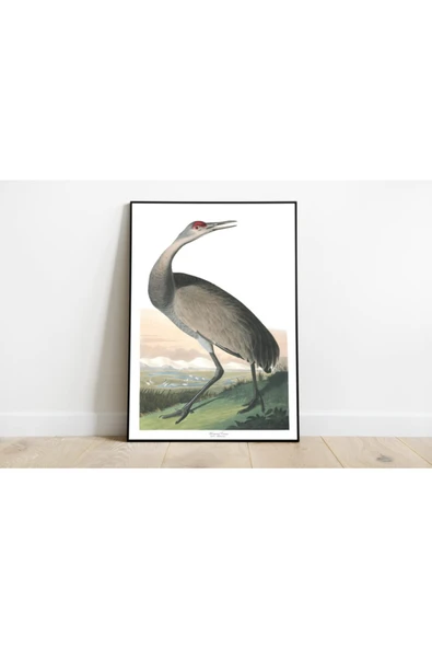 Pegziz Kuş Türleri Sanatsal Duvar Dekorasyon Poster 60x90cm. ürün görseli 1