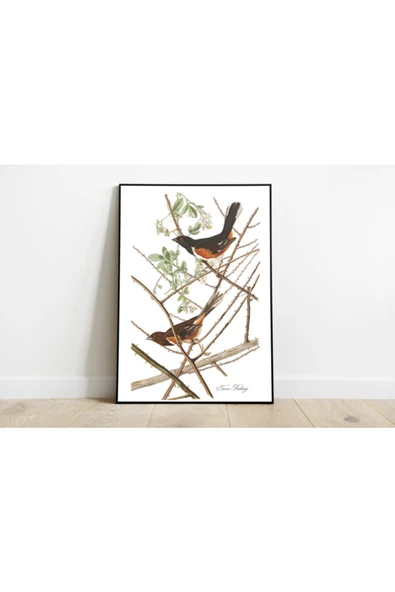 Pegziz Kuş Türleri Sanatsal Duvar Dekorasyon Poster 60x90cm. ürün görseli 1