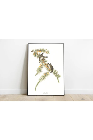 Pegziz Kuş Türleri Sanatsal Duvar Dekorasyon Poster 60x90cm. ürün görseli 1