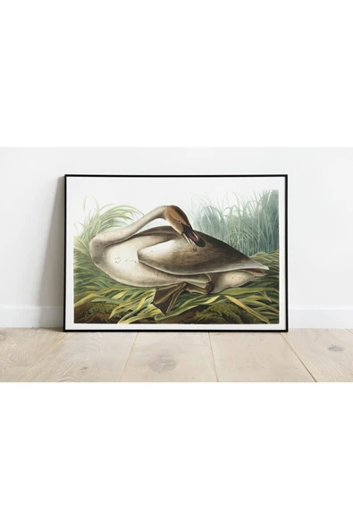 Pegziz Kuş Türleri Sanatsal Duvar Dekorasyon Poster 60x90cm. ürün görseli 1