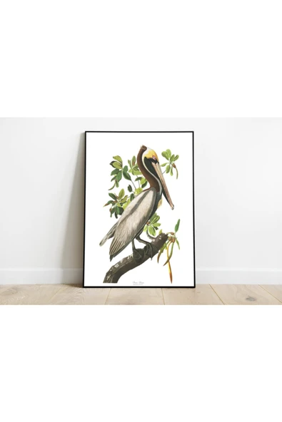 Pegziz Kuş Türleri Sanatsal Duvar Dekorasyon Poster 60x90cm. ürün görseli 1