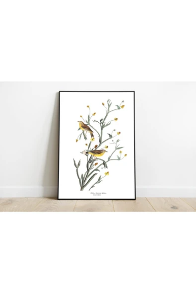 Pegziz Kuş Türleri Sanatsal Duvar Dekorasyon Poster 60x90cm. ürün görseli 1