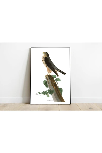 Pegziz Kuş Türleri Sanatsal Duvar Dekorasyon Poster 60x90cm. ürün görseli 1