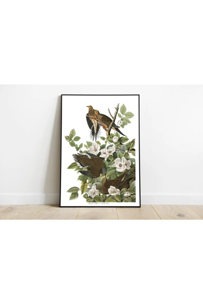 Pegziz Kuş Türleri Sanatsal Duvar Dekorasyon Poster 60x90cm. ürün görseli 1