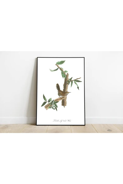Pegziz Kuş Türleri Sanatsal Duvar Dekorasyon Poster 60x90cm. ürün görseli 1
