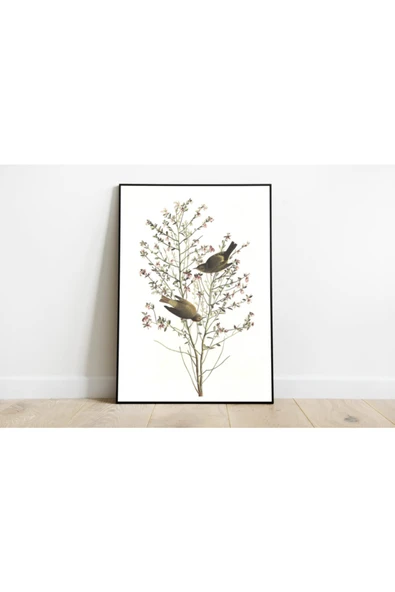 Pegziz Kuş Türleri Sanatsal Duvar Dekorasyon Poster 60x90cm. ürün görseli 1