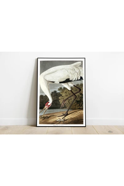 Pegziz Kuş Türleri Sanatsal Duvar Dekorasyon Poster 60x90cm. ürün görseli 1