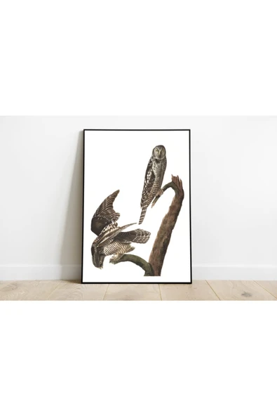 Pegziz Kuş Türleri Sanatsal Duvar Dekorasyon Poster 60x90cm. ürün görseli 1