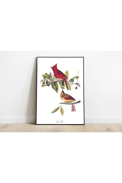 Pegziz Kuş Türleri Sanatsal Duvar Dekorasyon Poster 60x90cm. ürün görseli 1