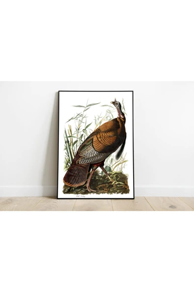 Pegziz Kuş Türleri Sanatsal Duvar Dekorasyon Poster 60x90cm. ürün görseli 1
