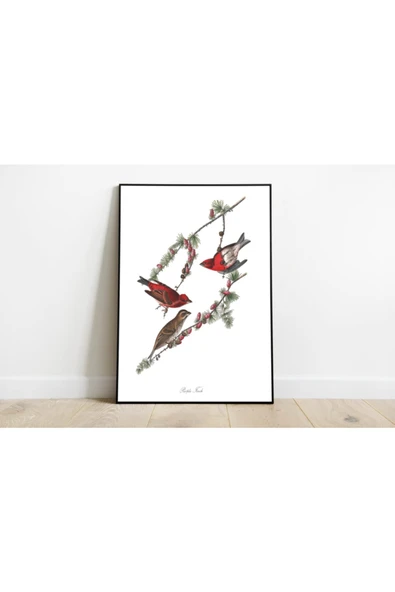 Pegziz Kuş Türleri Sanatsal Duvar Dekorasyon Poster 60x90cm. ürün görseli 1