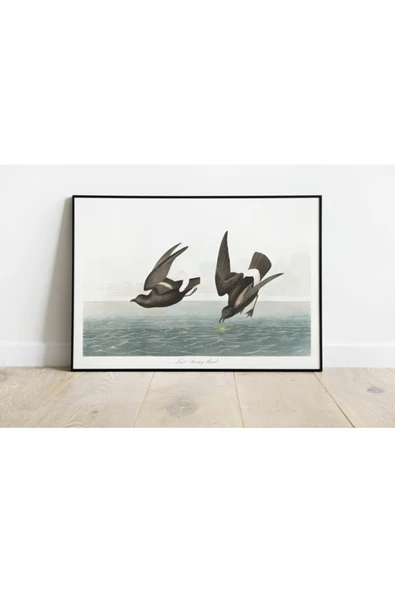 Pegziz Kuş Türleri Sanatsal Duvar Dekorasyon Poster 60x90cm. ürün görseli 1