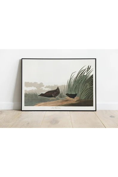 Pegziz Kuş Türleri Sanatsal Duvar Dekorasyon Poster 60x90cm. ürün görseli 1