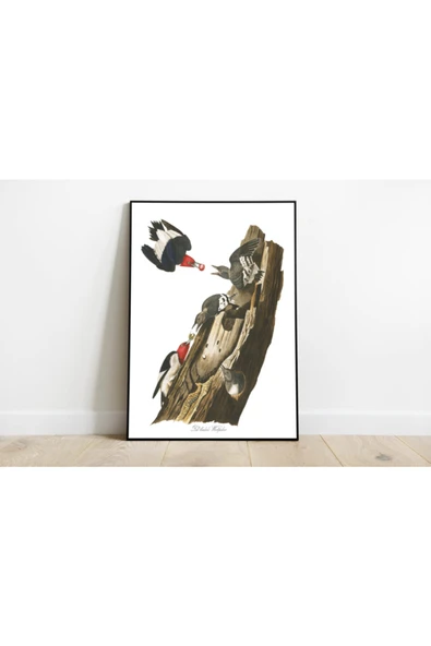 Pegziz Kuş Türleri Sanatsal Duvar Dekorasyon Poster 60x90cm. ürün görseli 1