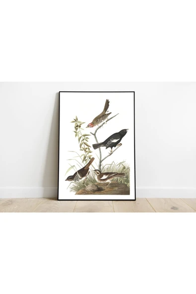 Pegziz Kuş Türleri Sanatsal Duvar Dekorasyon Poster 60x90cm. ürün görseli 1