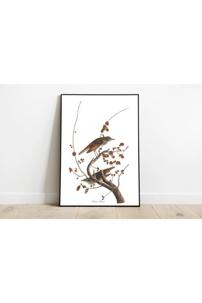 Pegziz Kuş Türleri Sanatsal Duvar Dekorasyon Poster 60x90cm. ürün görseli 1