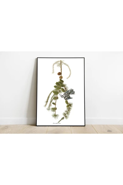 Pegziz Kuş Türleri Sanatsal Duvar Dekorasyon Poster 60x90cm. ürün görseli 1