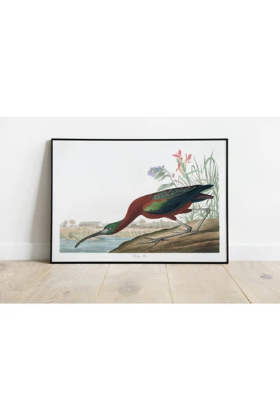 Pegziz Kuş Türleri Sanatsal Duvar Dekorasyon Poster 60x90cm. ürün görseli 1