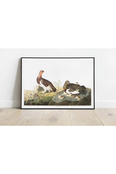 Pegziz Kuş Türleri Sanatsal Duvar Dekorasyon Poster 60x90cm. ürün görseli 1