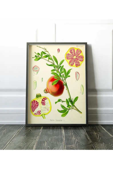 Pegziz Nar Bitkisi Vintage Sanatsal Poster 50x70cm. ürün görseli 1