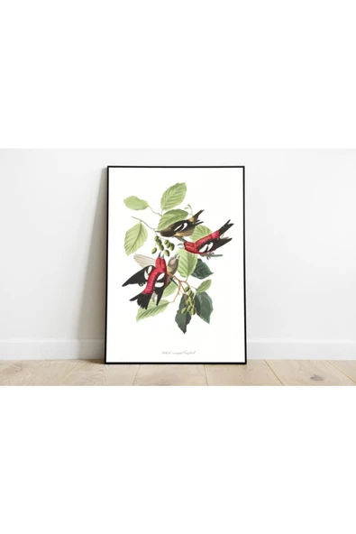 Pegziz Kuş Türleri Sanatsal Duvar Dekorasyon Poster 60x90cm. ürün görseli 1