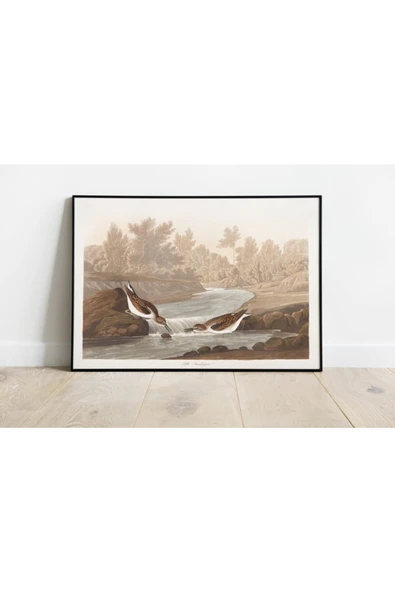 Pegziz Kuş Türleri Sanatsal Duvar Dekorasyon Poster 60x90cm. ürün görseli 1