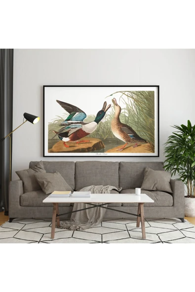 Pegziz Kuş Türleri Sanatsal Duvar Dekorasyon Poster 60x90cm. ürün görseli 1