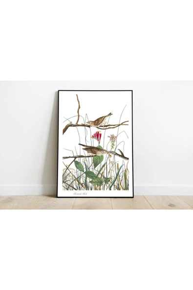 Pegziz Kuş Türleri Sanatsal Duvar Dekorasyon Poster 60x90cm. ürün görseli 1