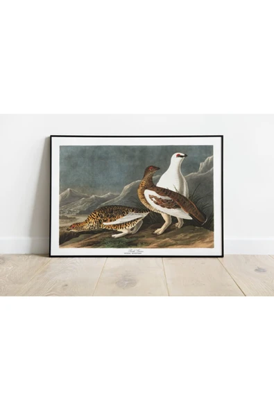 Pegziz Kuş Türleri Sanatsal Duvar Dekorasyon Poster 60x90cm. ürün görseli 1
