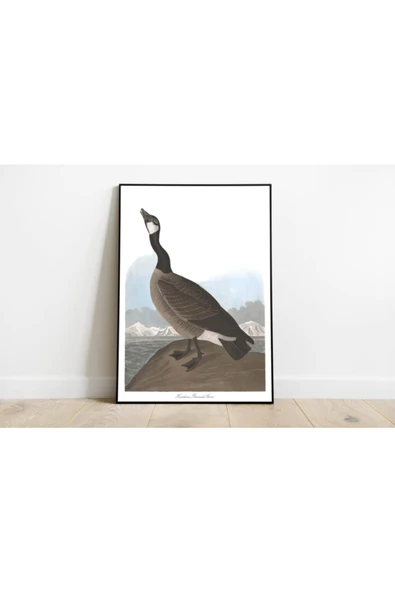 Pegziz Kuş Türleri Sanatsal Duvar Dekorasyon Poster 60x90cm. ürün görseli 1