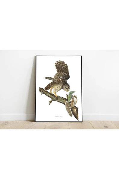 Pegziz Kuş Türleri Sanatsal Duvar Dekorasyon Poster 60x90cm. ürün görseli 1
