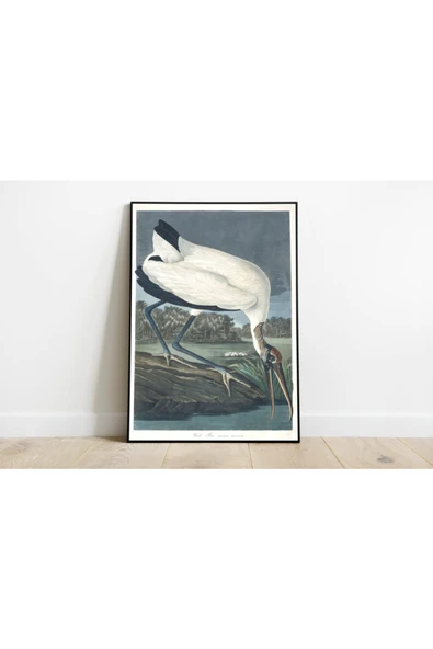 Pegziz Kuş Türleri Sanatsal Duvar Dekorasyon Poster 60x90cm. ürün görseli 1