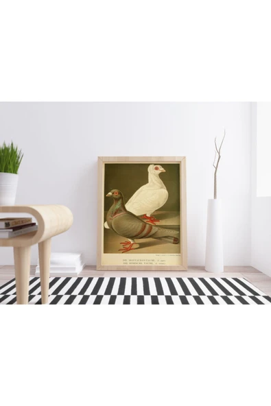 Pegziz Kuş Türleri Güvercin Sanatsal Duvar Dekorasyon Poster 50x70cm. ürün görseli 1
