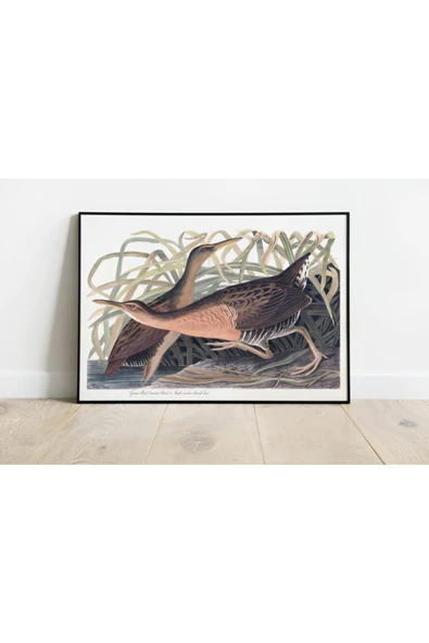 Pegziz Kuş Türleri Sanatsal Duvar Dekorasyon Poster 60x90cm. ürün görseli 1
