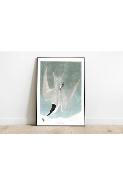Pegziz Kuş Türleri Sanatsal Duvar Dekorasyon Poster 60x90cm. ürün görseli 1