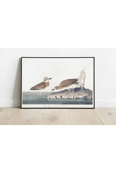 Pegziz Kuş Türleri Sanatsal Duvar Dekorasyon Poster 60x90cm. ürün görseli 1