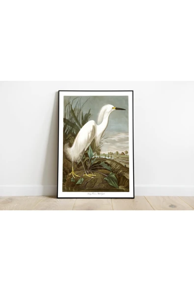 Pegziz Kuş Türleri Sanatsal Duvar Dekorasyon Poster 60x90cm. ürün görseli 1