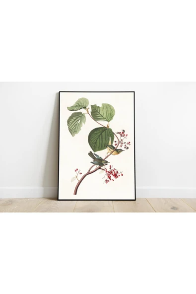 Pegziz Kuş Türleri Sanatsal Duvar Dekorasyon Poster 60x90cm. ürün görseli 1