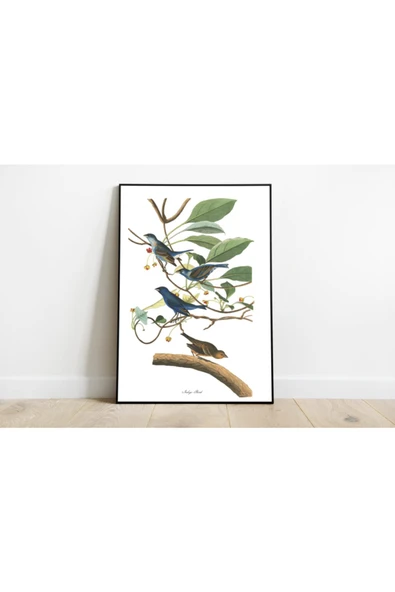 Pegziz Kuş Türleri Sanatsal Duvar Dekorasyon Poster 60x90cm. ürün görseli 1