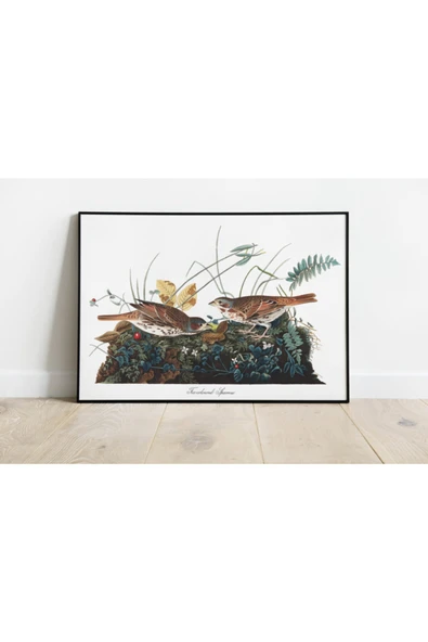 Pegziz Kuş Türleri Sanatsal Duvar Dekorasyon Poster 60x90cm. ürün görseli 1