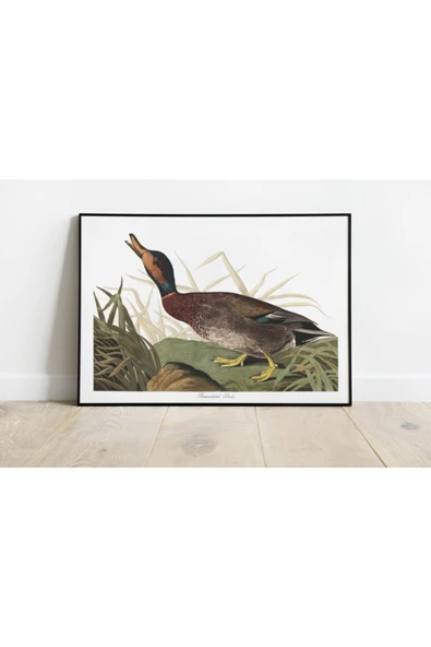 Pegziz Kuş Türleri Sanatsal Duvar Dekorasyon Poster 60x90cm. ürün görseli 1