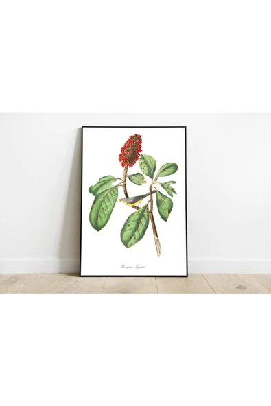 Pegziz Kuş Türleri Sanatsal Duvar Dekorasyon Poster 60x90cm. ürün görseli 1